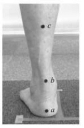 橫弓的重要性不亞於縱弓
