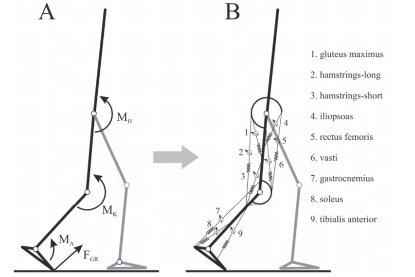 國際生物力學學會研究趨勢