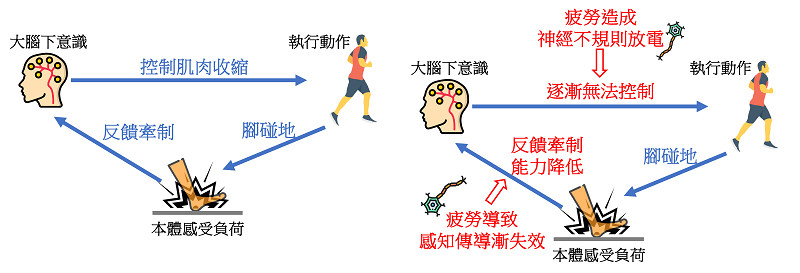 判斷疲勞的新指標